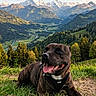 dog, mountain, alps, landscape, outdoor, grass, valley, forest, river, snowy_peaks, sky, clouds, nature, scenic, hiking, harness, portrait, sitting, happy, brown_coat