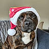 Sanka a rejoint le concours — aidez-le/la à gagner de superbes lots ! animal, architecture, blanket, boxer, building, bulldog, canine, cap, clothing, couch, dog, frenchbulldog, furniture, hat, hound, labradorretriever, pet, pitbull, puppy, towel