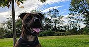 Sanka participe au concours pour gagner de l'argent avec cette photo : animal, bulldog, canine, countryside, dog, field, grass, grassland, hound, labradorretriever, lawn, meadow, nature, outdoors, pet, plant, pointer, summer, tree, treetrunk