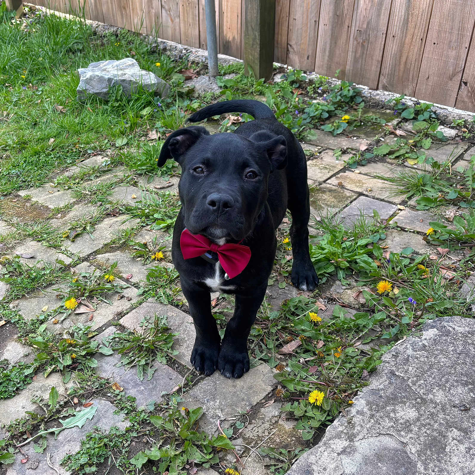 Loki joined the competition — help win amazing prizes! animal, architecture, backyard, building, canine, dog, flagstone, grass, herbal, herbs, nature, outdoors, path, pet, plant, puppy, rock, slate, walkway, yard