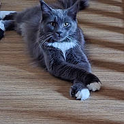Fenne a rejoint le concours — aidez-le/la à gagner de superbes lots ! cat, gray_cat, fluffy, long_hair, white_paws, whiskers, blue_eyes, lying_down, stretching, pet, animal, indoor, wooden_floor, portrait, close_up, relaxed, furry, ears, tail, cute