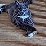 cat, gray_cat, fluffy, long_hair, white_paws, whiskers, blue_eyes, lying_down, stretching, pet, animal, indoor, wooden_floor, portrait, close_up, relaxed, furry, ears, tail, cute