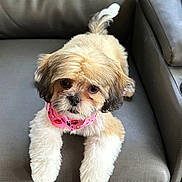 Millie is registered to the contest to win money with this photo: dog, small_dog, fluffy, bandana, pink_bandana, couch, gray_couch, pet, animal, cute, looking_up, fur, indoor, home, relaxed, adorable, companion, mammal, sitting, friendly