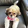 dog, small_dog, fluffy, bandana, pink_bandana, couch, gray_couch, pet, animal, cute, looking_up, fur, indoor, home, relaxed, adorable, companion, mammal, sitting, friendly