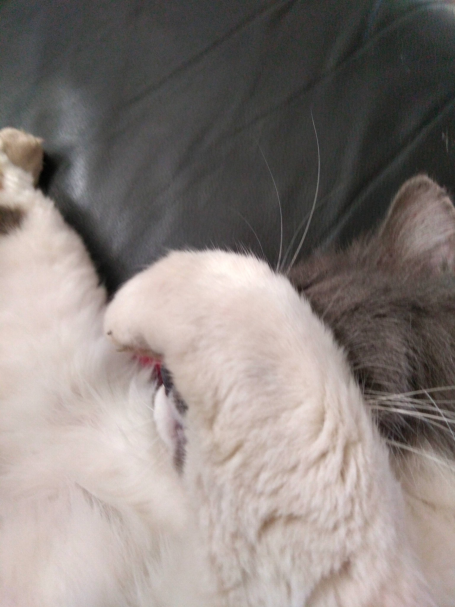 Bubble a rejoint le concours — aidez-le/la à gagner de superbes lots ! balinese, carnivore, cat, claw, domestic_long_haired_cat, ear, fawn, felidae, fur, kitten, nap, norwegian_forest_cat, nose, paw, ragdoll, small_to_medium_sized_cats, tail, turkish_angora, turkish_van, whiskers