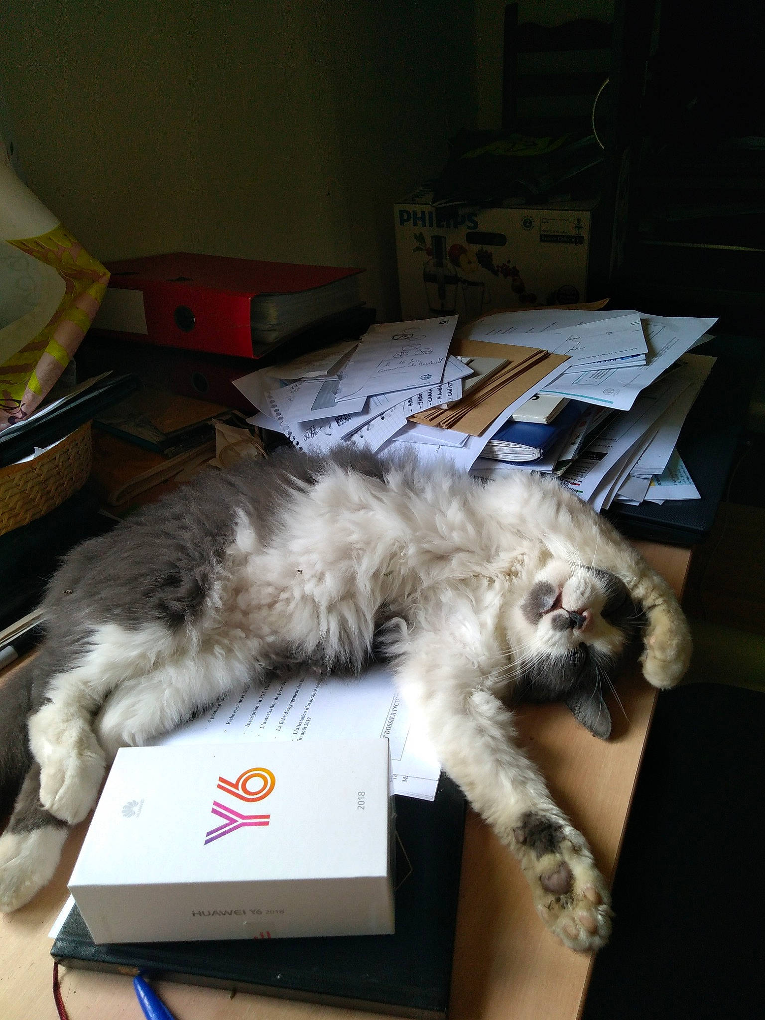 Bubble participe au concours pour gagner de l'argent avec cette photo : box, canidae, carnivore, cat, domestic_long_haired_cat, felidae, kitten, nap, norwegian_forest_cat, paw, persian, ragamuffin, ragdoll, shih_tzu, small_to_medium_sized_cats, tail