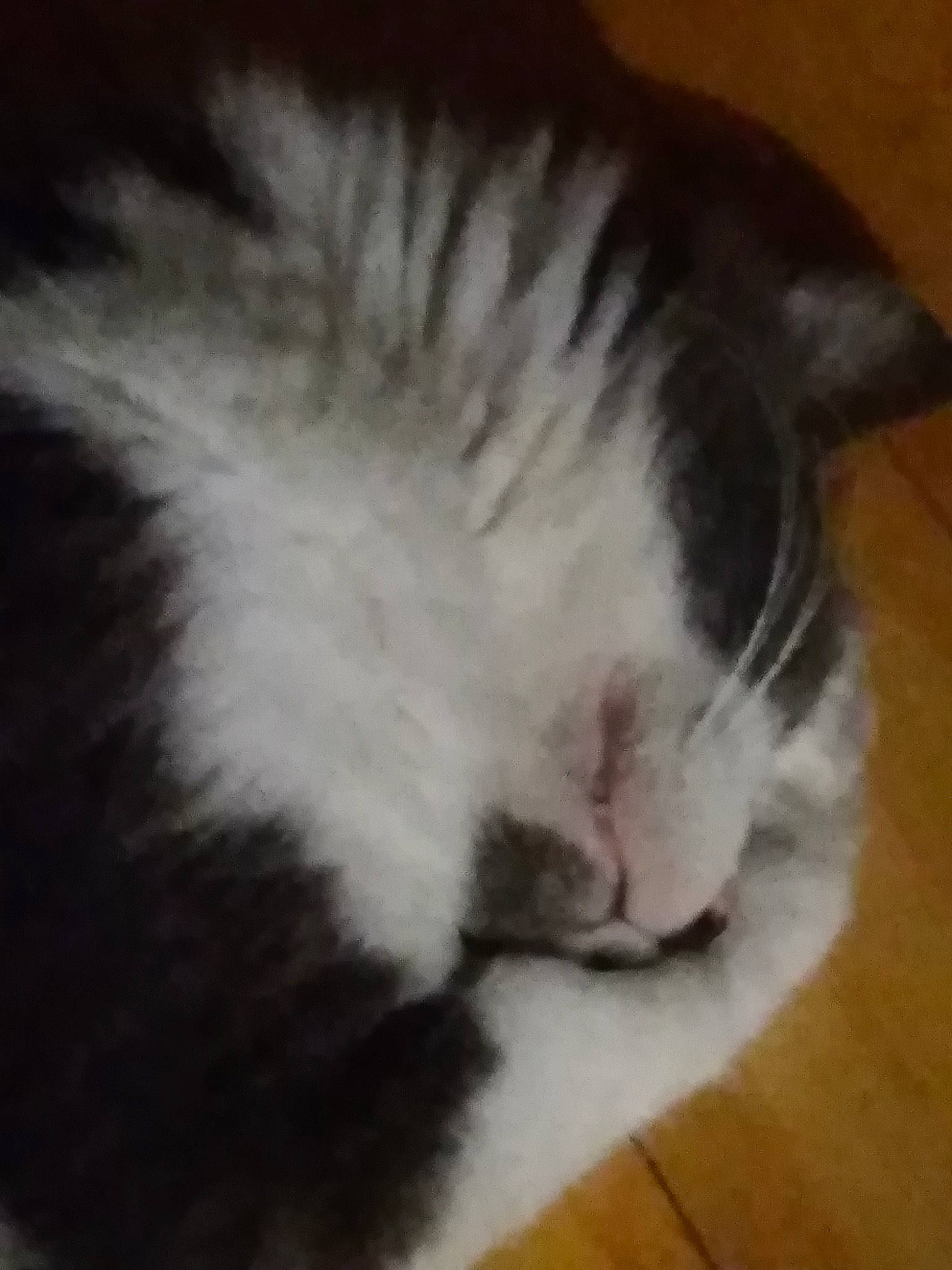 Bubble a rejoint le concours — aidez-le/la à gagner de superbes lots ! carnivore, cat, domestic_long_haired_cat, ear, felidae, fur, kitten, mammal, nap, norwegian_forest_cat, nose, paw, small_to_medium_sized_cats, snout, tail, whiskers