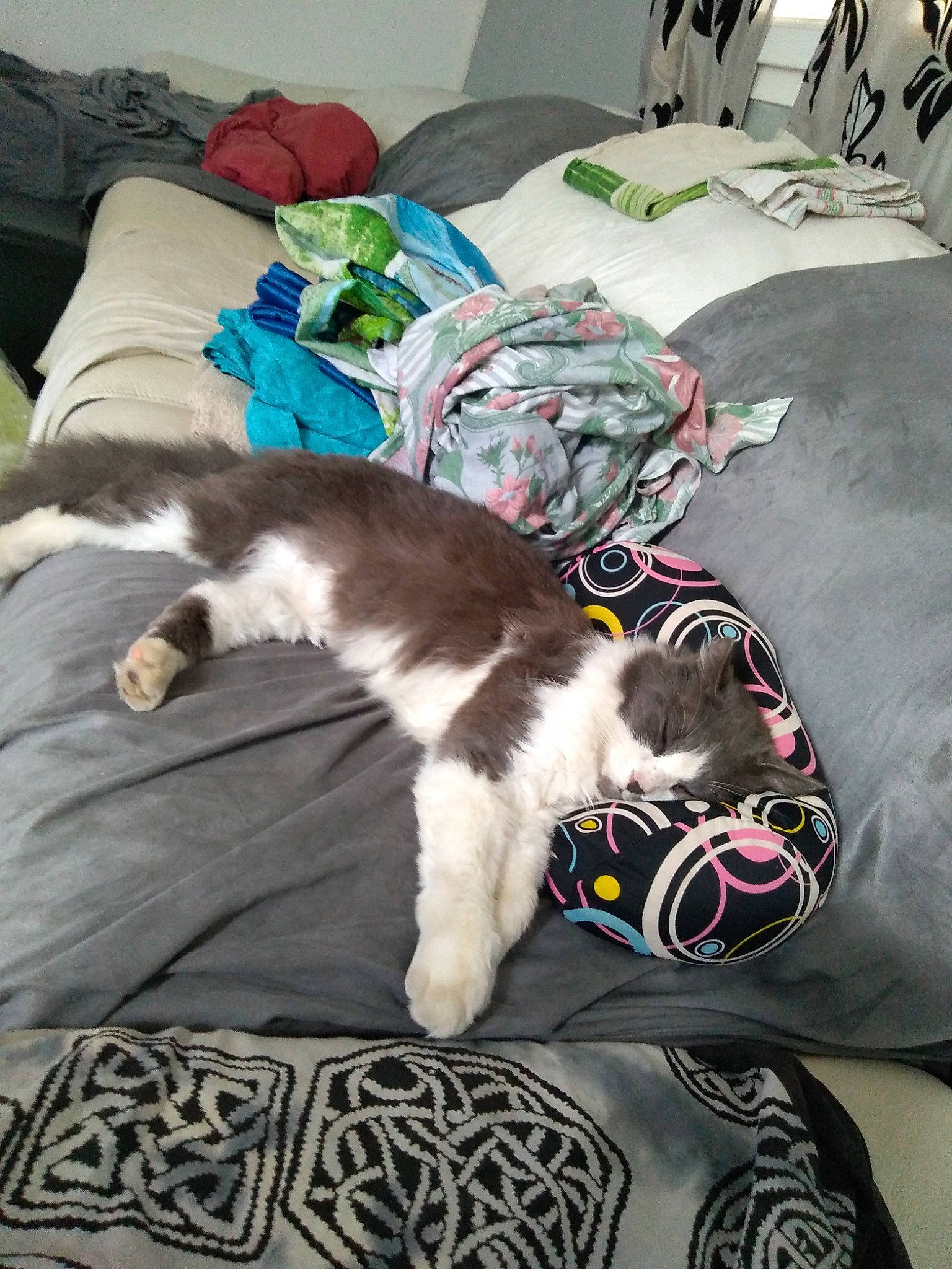 Bubble a rejoint le concours — aidez-le/la à gagner de superbes lots ! canidae, carnivore, cat, dog_breed, felidae, fur, kitten, linens, nap, pillow, sleep, small_to_medium_sized_cats, sporting_group, tail, whiskers