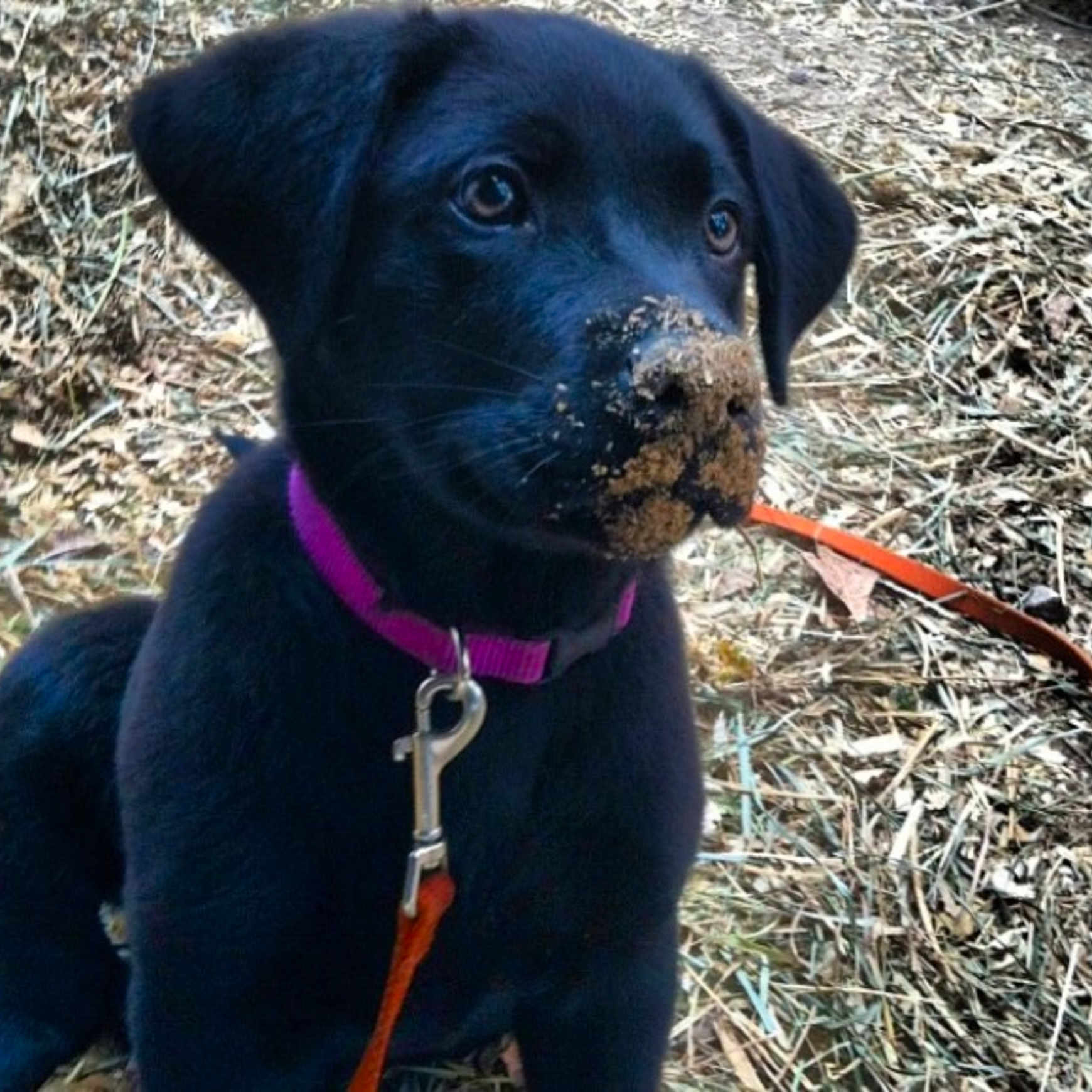 Benelli is registered to the contest to win money with this photo: