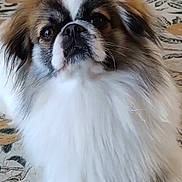 Pouchkine participe au concours pour gagner de l'argent avec cette photo : dog, fluffy, pet, indoor, carpet, brown, white, animal, cute, portrait, fur, ears, face, paw, sitting, looking, domestic, mammal, companion, household