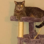 Ziggy is registered to the contest to win money with this photo: cat, tabby_cat, cat_tree, pet, indoor, feline, animal, purple, relaxed, resting, fur, whiskers, claws, paws, domestic_cat, looking, eyes_glowing, household, quiet, cute