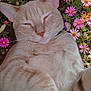 cat, close_up, colorful, cute, daisies, flora, flowers, fluffy, garden, nature, orange_tabby, outdoor, peaceful, pet, relaxed, resting, sleeping, soft_fur, summer, whiskers