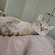 Stardust is registered to the contest to win money with this photo: bed, bedroom, blanket, cat, closet, closeup, collar, cozy, door_handles, duvet, ears, feline, fur, ginger_cat, indoor, looking_at_camera, lying_down, pet, relaxed, whiskers