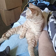 Stardust joined the competition — help win amazing prizes! animal, bed, blanket, cardboard_boxes, cat, clothes, domestic, feline, fur, gray_cat, indoor, orange_tabby, person_leg, pet, relaxed, resting, side_view, tabby_cat, wheelchair, white_socks