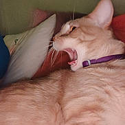 Stardust joined the competition — help win amazing prizes! cat, orange_cat, collar, pet, feline, yawning, lying_down, indoor, pillow, bed, fur, whiskers, ear, mouth_open, close_up, animal, sleepy, cozy, domestic, resting
