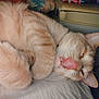 animal, bed, cat, close_up, cozy, cute, domestic, feline, fur, household, indoor, orange_tabby, paw, pet, playful, relaxed, resting, sleepy, tongue_out, whiskers