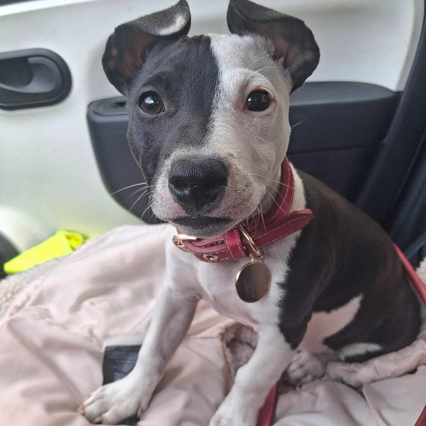 Bella