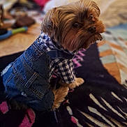 Herme joined the competition — help win amazing prizes! animal_portrait, blanket, checkered_shirt, companion, cozy, curious_expression, cute, denim_overall, dog, domestic_animal, furniture, furry, indoor, looking_back, patterned_blanket, pet_clothing, portrait, sitting, small_dog, soft_focus