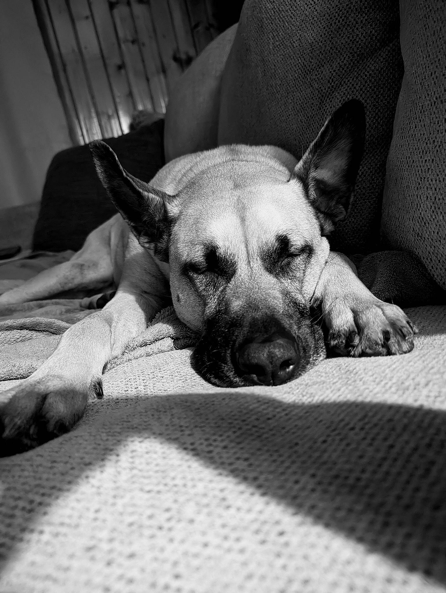 Jasper joined the competition — help win amazing prizes! bored, canidae, carnivore, comfort, companion_dog, dog, dog_breed, ear, fawn, grey, jaw, mammal, monochrome, monochrome_photography, paw, snout, sporting_group, style, toy_dog, whiskers