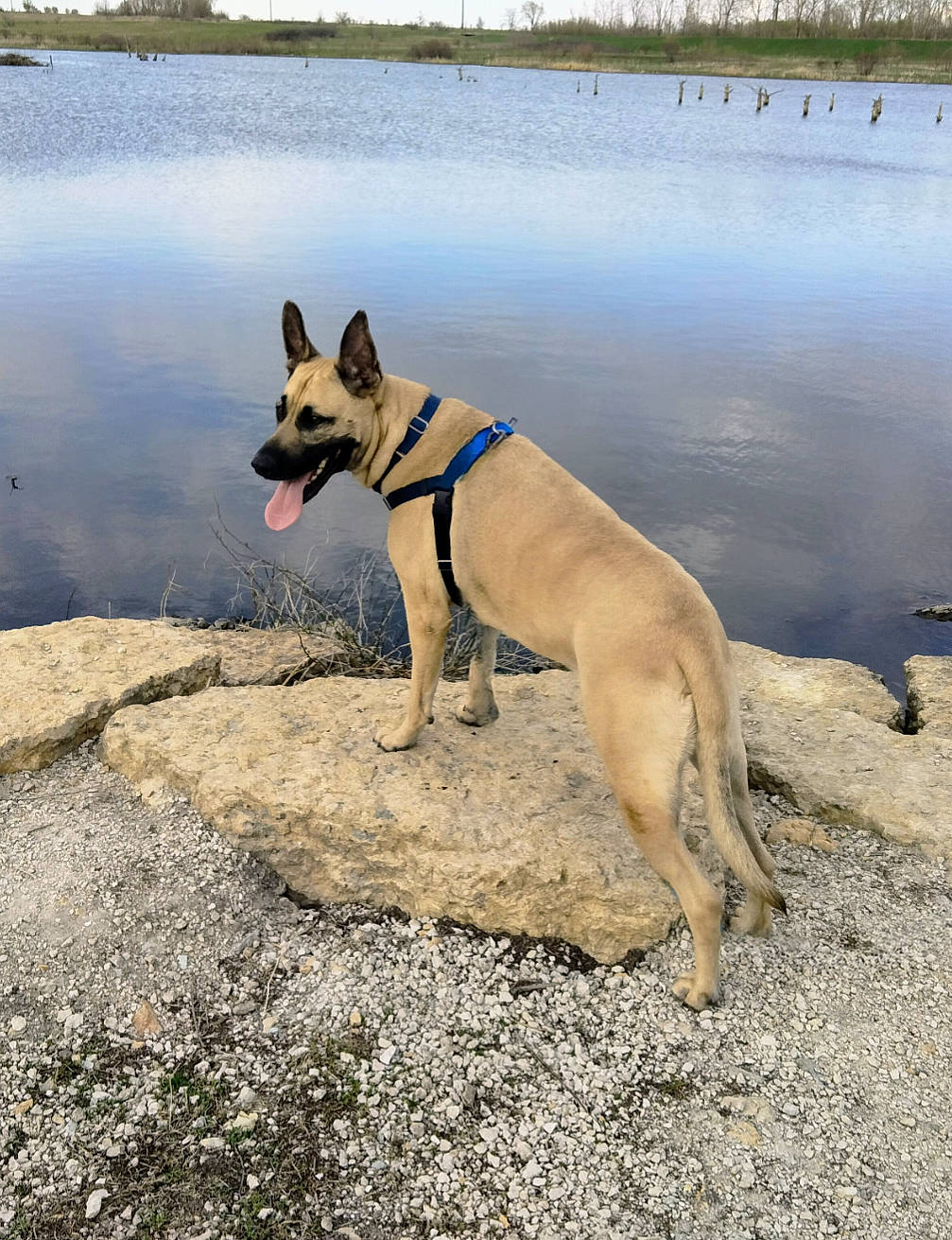 Jasper joined the competition — help win amazing prizes! adventure, canidae, carnivore, collar, companion_dog, dog, dog_breed, dog_collar, dog_supply, fawn, herding_dog, lake, leash, pet_supply, sky, sporting_group, tail, water, wildlife, working_animal