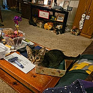 Brownie joined the competition — help win amazing prizes! animal, architecture, building, cat, coffeetable, couch, diningtable, electronics, flower, furniture, hardwood, indoors, kitten, livingroom, pet, plywood, remotecontrol, room, table, wood