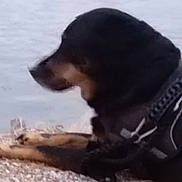 Maddy a rejoint le concours — aidez-le/la à gagner de superbes lots ! animal, background, black_dog, blurry, canine, close_up, daytime, dog, fur, harness, lying_down, muzzle, nature, outdoor, pet, relaxing, resting, side_profile, snout, water