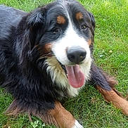 Loula a rejoint le concours — aidez-le/la à gagner de superbes lots ! dog, bernese_mountain_dog, grass, outdoor, pet, animal, canine, tongue_out, happy, fur, black_fur, brown_fur, white_fur, laying_down, nature, summer, friendly, mammal, closeup, portrait