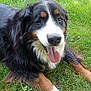 dog, bernese_mountain_dog, grass, outdoor, pet, animal, canine, tongue_out, happy, fur, black_fur, brown_fur, white_fur, laying_down, nature, summer, friendly, mammal, closeup, portrait