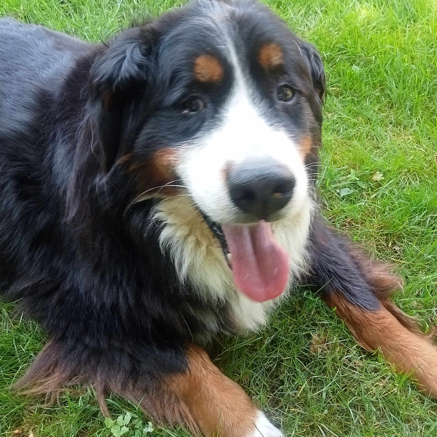 Loula a rejoint le concours — aidez-le/la à gagner de superbes lots ! animal, bernese_mountain_dog, black_fur, brown_fur, canine, closeup, dog, friendly, fur, grass, happy, laying_down, mammal, nature, outdoor, pet, portrait, summer, tongue_out, white_fur