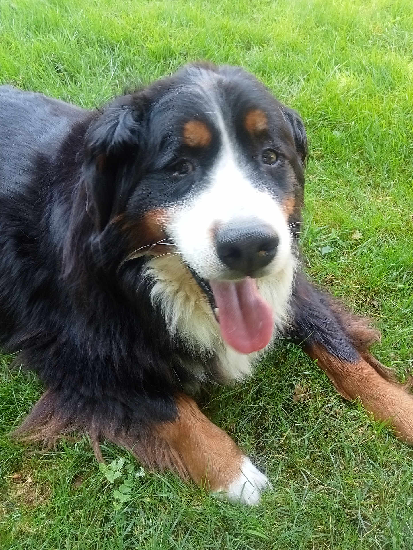 Loula a rejoint le concours — aidez-le/la à gagner de superbes lots ! dog, bernese_mountain_dog, grass, outdoor, pet, animal, canine, tongue_out, happy, fur, black_fur, brown_fur, white_fur, laying_down, nature, summer, friendly, mammal, closeup, portrait