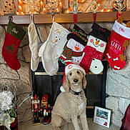 Oliver joined the competition — help win amazing prizes! dog, poodle, santa_hat, christmas_stockings, fireplace, stone_wall, holiday_decorations, nutcracker, festive, christmas_card, red, white, green, scarf, mantel, lights, snowman, indoor, seasonal, cute