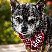 Max joined the competition — help win amazing prizes! dog, small_dog, bandana, red_bandana, pet, cute, outdoor, closeup, tongue_out, fur, animal, portrait, face, ears, eyes, nose, wooden_surface, nature, greenery, pet_accessory