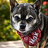 dog, small_dog, bandana, red_bandana, pet, cute, outdoor, closeup, tongue_out, fur, animal, portrait, face, ears, eyes, nose, wooden_surface, nature, greenery, pet_accessory