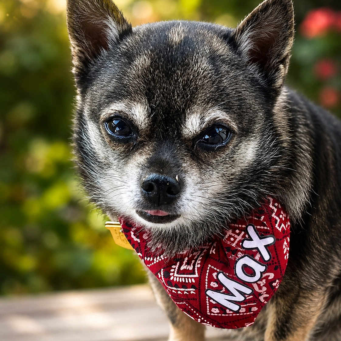 Max joined the competition — help win amazing prizes! dog, small_dog, bandana, red_bandana, pet, cute, outdoor, closeup, tongue_out, fur, animal, portrait, face, ears, eyes, nose, wooden_surface, nature, greenery, pet_accessory