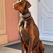 Voyd joined the competition — help win amazing prizes! alert, animal, brown, canine, chain, collar, doberman, dog, door, ears, guard, house, indoor, muscular, paw, pet, porch, shadow, sitting, sunlight