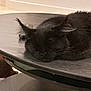 cat, sleeping, black_cat, fur, table, indoor, pet, animal, resting, ears, whiskers, close_up, peaceful, feline, household, cozy, quiet, relaxed, mammal, cute