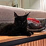 Aïna a rejoint le concours — aidez-le/la à gagner de superbes lots ! black_cat, cat, feline, pet, indoor, living_room, wooden_surface, couch, basket, decor, furniture, relaxing, animal, fur, whiskers, ears, eyes, home, cozy, domestic