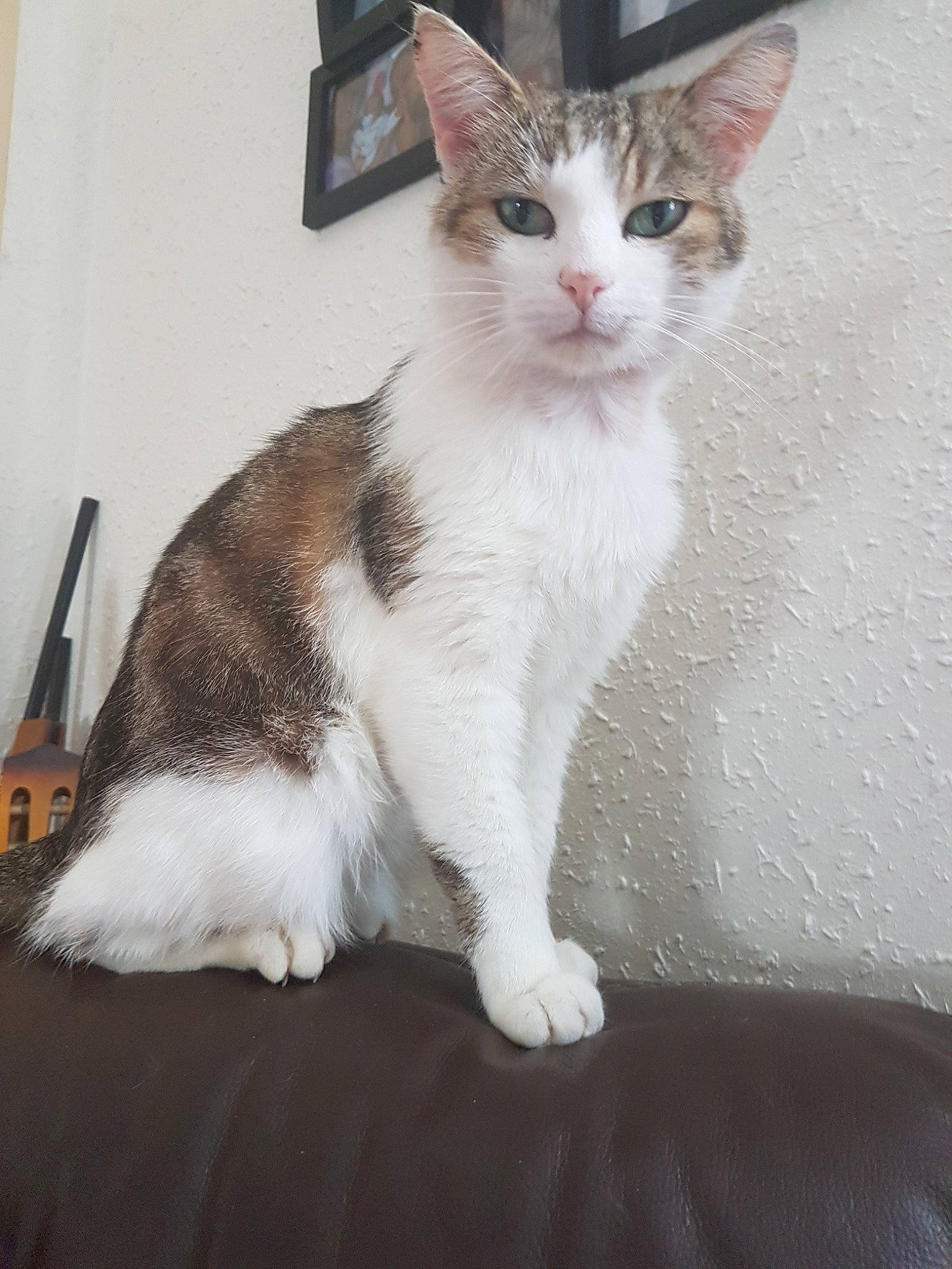 Barbouille a rejoint le concours — aidez-le/la à gagner de superbes lots ! aegean_cat, american_wirehair, carnivore, cat, domestic_short_haired_cat, european_shorthair, felidae, japanese_bobtail, kitten, mammal, polydactyl_cat, small_to_medium_sized_cats, tail, vertebrate, whiskers