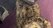 Satana joined the competition — help win amazing prizes! animal, blanket, calm, cat, companion, cozy, cute, domestic, feline, fur, indoor, mammal, paw, pet, purple, relaxed, resting, sleeping, tortoiseshell, whiskers