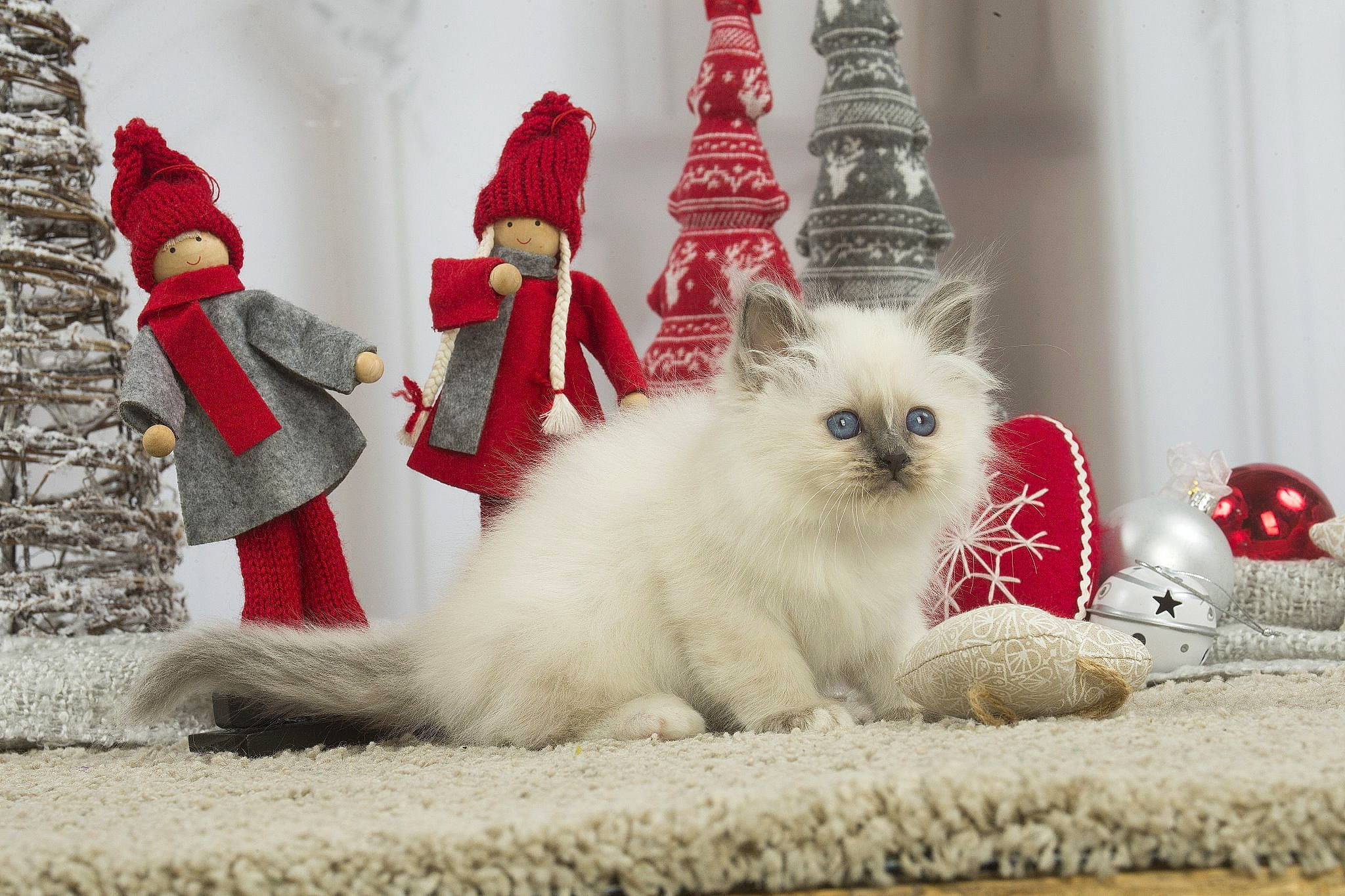 Pom Pom Girl a rejoint le concours — aidez-le/la à gagner de superbes lots ! asian, british_longhair, british_semi_longhair, carnivore, cat, christmas, christmas_tree, fawn, felidae, fur, himalayan, kitten, mammal, paw, persian, ragdoll, selkirk_rex, small_to_medium_sized_cats, vertebrate, whiskers