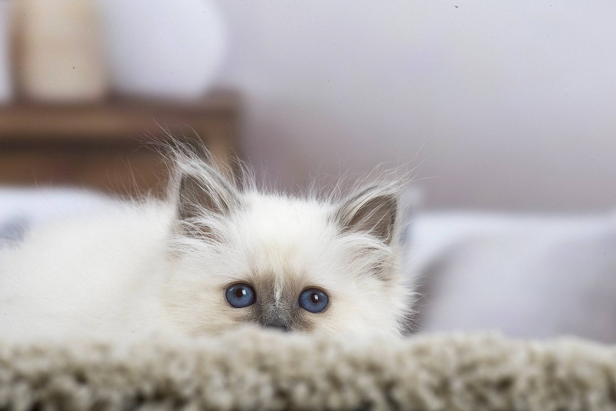 Pom Pom Girl a rejoint le concours — aidez-le/la à gagner de superbes lots ! asian, asian_semi_longhair, black_and_white, british_longhair, british_semi_longhair, carnivore, cat, eye, felidae, fur, himalayan, iris, kitten, mammal, munchkin, ragamuffin, ragdoll, small_to_medium_sized_cats, snout, whiskers