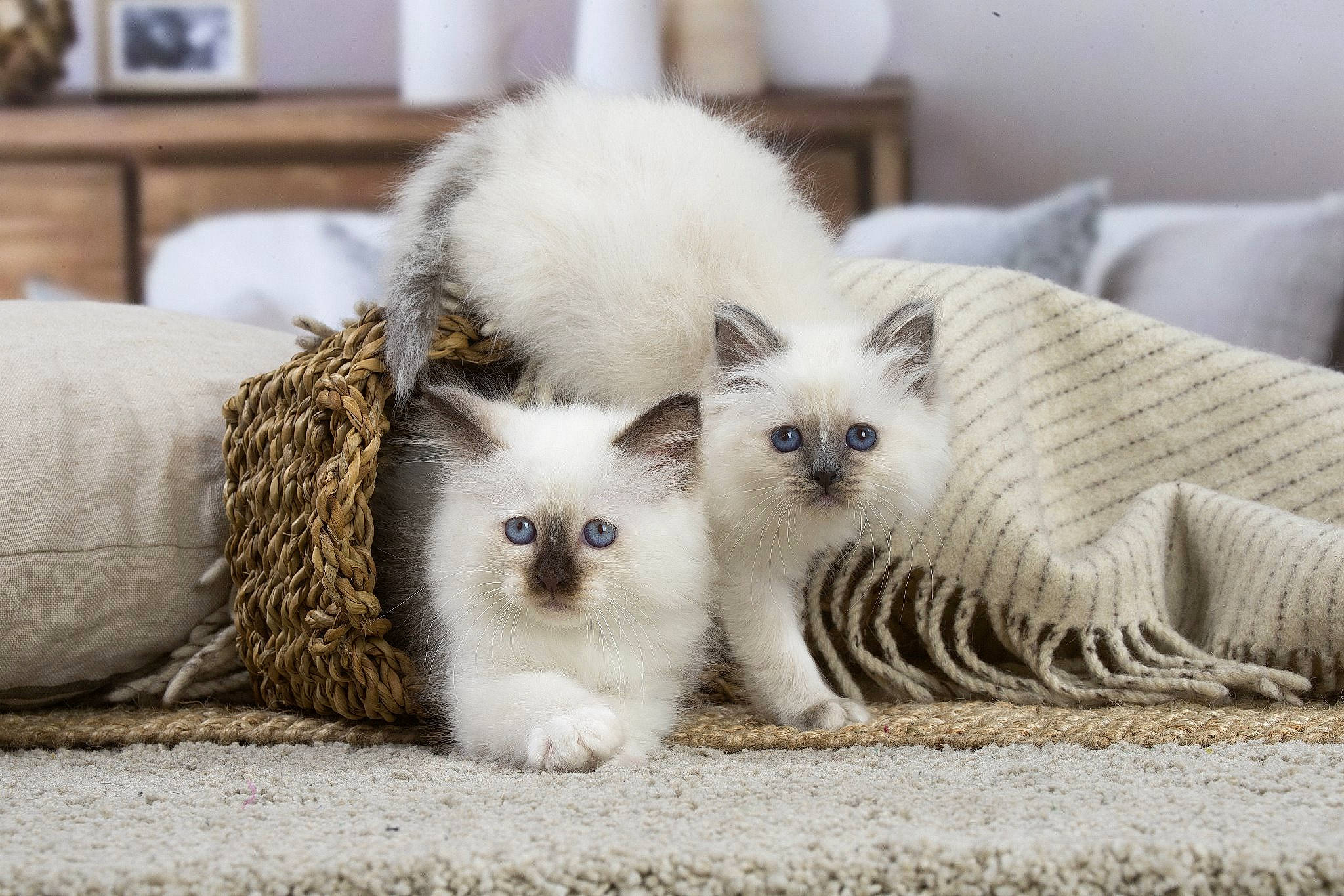 Pom Pom Girl participe au concours pour gagner de l'argent avec cette photo : asian, asian_semi_longhair, balinese, birman, british_longhair, british_semi_longhair, carnivore, cat, colorpoint_shorthair, eye, felidae, himalayan, iris, kitten, mammal, ragdoll, small_to_medium_sized_cats, thai, vertebrate, whiskers