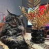 Némo a rejoint le concours — aidez-le/la à gagner de superbes lots ! cat, maine_coon, fluffy, long_hair, feline, pet, animal, whiskers, green_eyes, striped_fur, sitting, paws, indoors, table, decorative_plant, vase, television, home, portrait, closeup