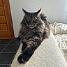 Némo a rejoint le concours — aidez-le/la à gagner de superbes lots ! cat, maine_coon, long_hair, fluffy, feline, pet, animal, portrait, sitting, lounging, bed, bedding, paws, whiskers, ears, indoors, bedroom, wooden_door, tiled_floor, natural_light