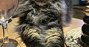 Némo a rejoint le concours — aidez-le/la à gagner de superbes lots ! cat, fluffy, long_hair, tabby, gray_fur, green_eyes, whiskers, ears, portrait, close_up, animal, pet, indoor, table, wine_glass, decor, golden_decoration, dining, relaxed, funny