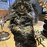 cat, fluffy, long_hair, tabby, gray_fur, green_eyes, whiskers, ears, portrait, close_up, animal, pet, indoor, table, wine_glass, decor, golden_decoration, dining, relaxed, funny