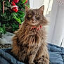 Josy participe au concours pour gagner de l'argent avec cette photo : cat, fluffy, gray_cat, bow_tie, christmas_tree, ornaments, candy_cane, pine_cones, red_ornament, cushion, indoor, holiday_decor, festive, pet, fur, sitting, curtains, window, domestic_animal, portrait
