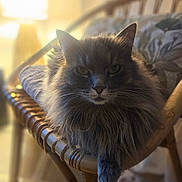 Josy a rejoint le concours — aidez-le/la à gagner de superbes lots ! cat, fluffy, gray, wicker_chair, indoor, sunlight, cozy, relaxed, furniture, pet, animal, portrait, closeup, whiskers, paw, seated, home, soft_light, calm, cute
