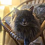 cat, fluffy, gray, wicker_chair, indoor, sunlight, cozy, relaxed, furniture, pet, animal, portrait, closeup, whiskers, paw, seated, home, soft_light, calm, cute