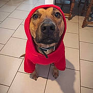 Pongo participe au concours pour gagner de l'argent avec cette photo : dog, hoodie, red_clothing, pet, indoor, floor_tiles, brown_dog, canine, looking_up, collar, cute, animal, household, furniture, table, chair, shadow, portrait, sitting, close_up